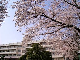 成田西陵高校の桜