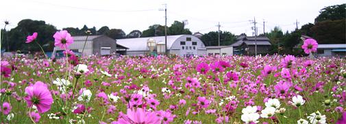 八千代市尾崎