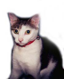 ��񂿂ᖺ�̃~���ł��I