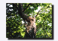 �m���܌΂̐X���