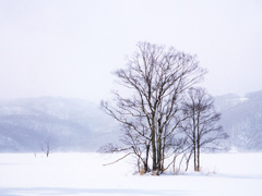 �X��̌΁C�~�̑����������E�������