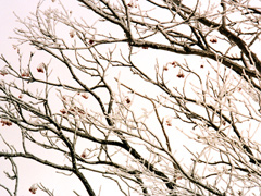 ���X�i�����j�E�i�i�J�}�h�̎c����C���ђ��E���Êx���