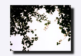 ツリバナの木の葉のシルエット