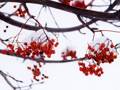 写真集 北の大地の贈り物 １月の風景より冬物語り 雪中の赤い実 ナナカマド