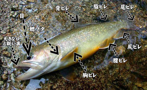 釣り人のためのイワナ講座