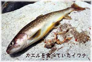 イワナの不思議な生態