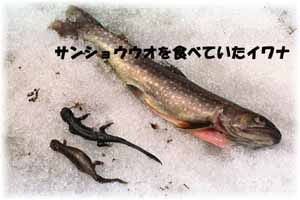 イワナの不思議な生態