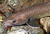�V�΂̏t�R�ց@�R�ނ�2008