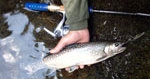 �R�ނ胋�A�[F�̐��E