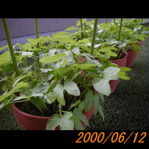 20000612_122512.jpg