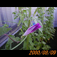 20000809_080802_thumb.png
