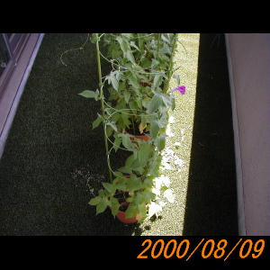 20000809_122948.jpg