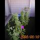 20000810_080312_thumb.png