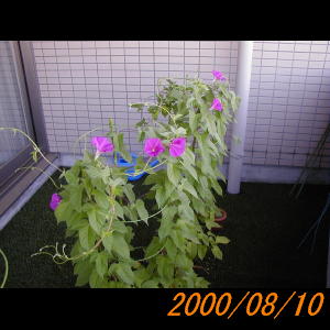20000810_080436.jpg