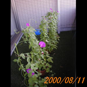 20000811_075819.jpg
