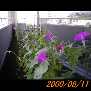 20000811_080052.jpg
