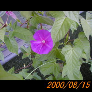 20000815_074204.jpg