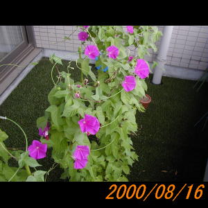 20000816_080959.jpg