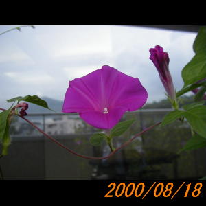 20000818_075456.jpg