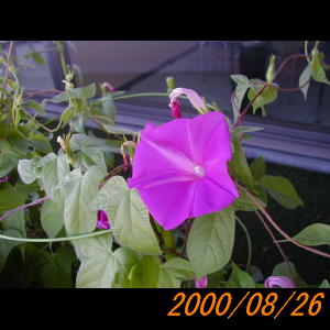 20000826_074808.jpg