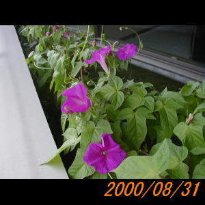 20000831_075511.jpg