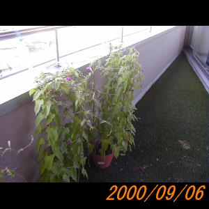 20000906_074837.jpg