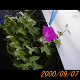 20000907_075727_thumb.png