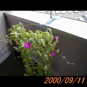 20000911_074929.jpg