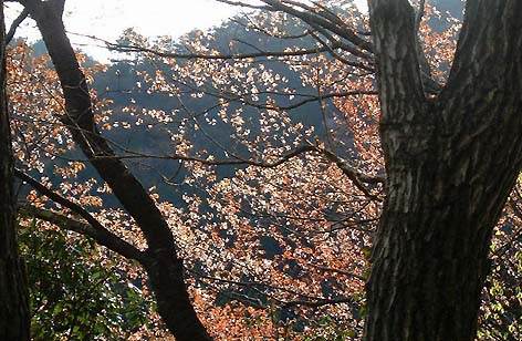 ������̓�����