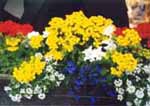 サースフェーの花
