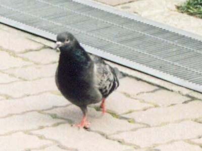 鳩よ