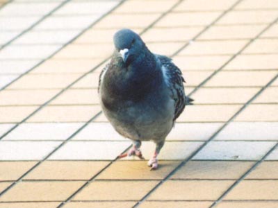 今年も会えた