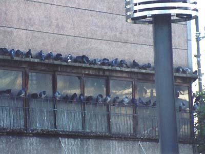 それは・・・ハトの群