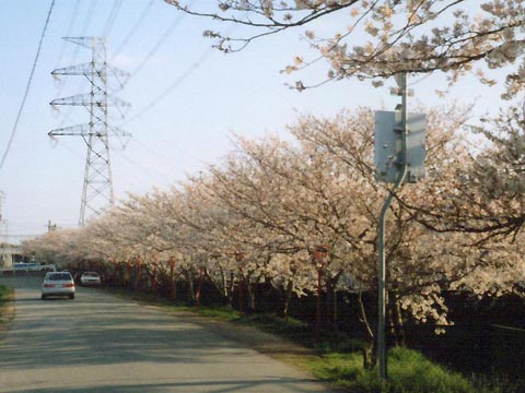 さくら並木と・・・