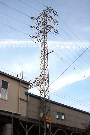 �w�������낷�@��̋{���|�T�P