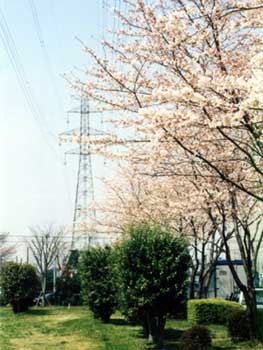 ��������؂ƓS��