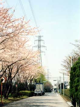 さくら並木と鉄塔