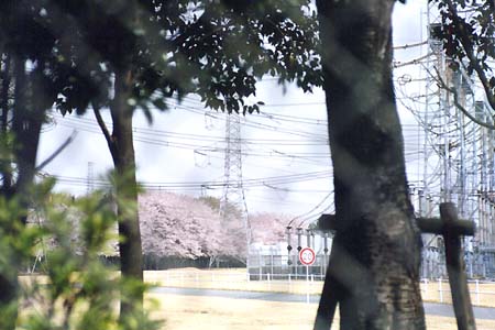 フェンスの内側には