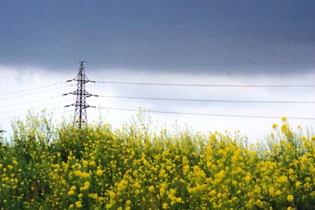 �t�̗��@���_�E�S���E�؂̉�