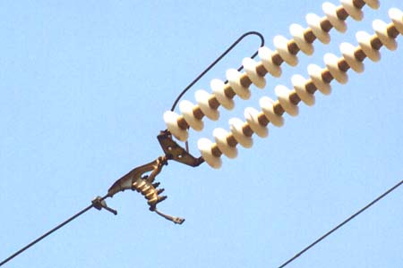 羽化直前のさなぎ