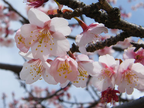 ����(���䉑)