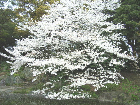 �T�N��(��̊ے뉀)