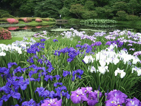 �V���E�u(��̊ے뉀)