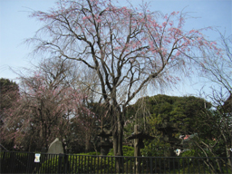 秋色桜