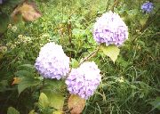アジサイの花