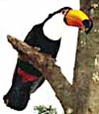 ntokka.jpg