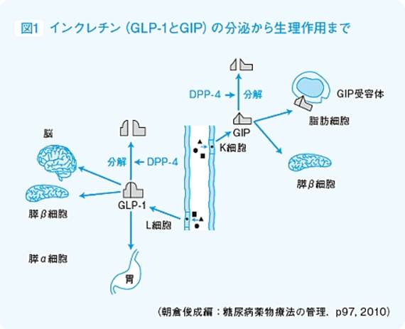 : : : : : : : : : : : : : : : : : : : : : : : : http://medical.nikkeibp.co.jp/all/special/dmensem/column/201206/images/large_524948_up05.jpg