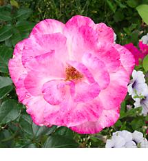 pinkflower