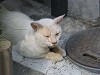 neko_001s_thumb.jpg