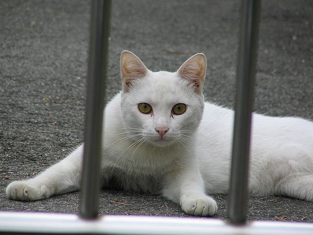 neko_006s.jpg